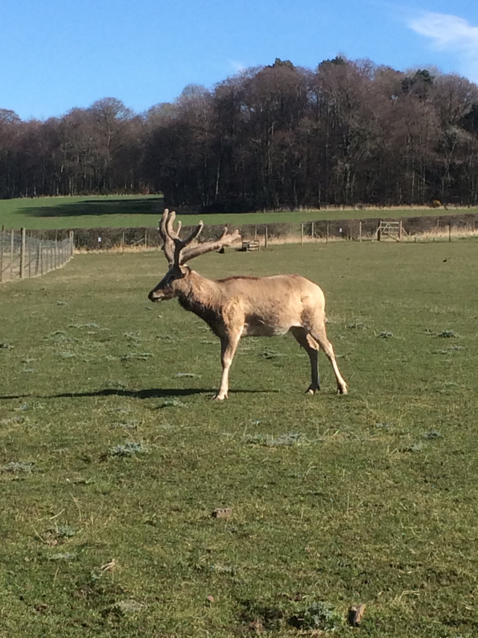 Pere David's deer stag