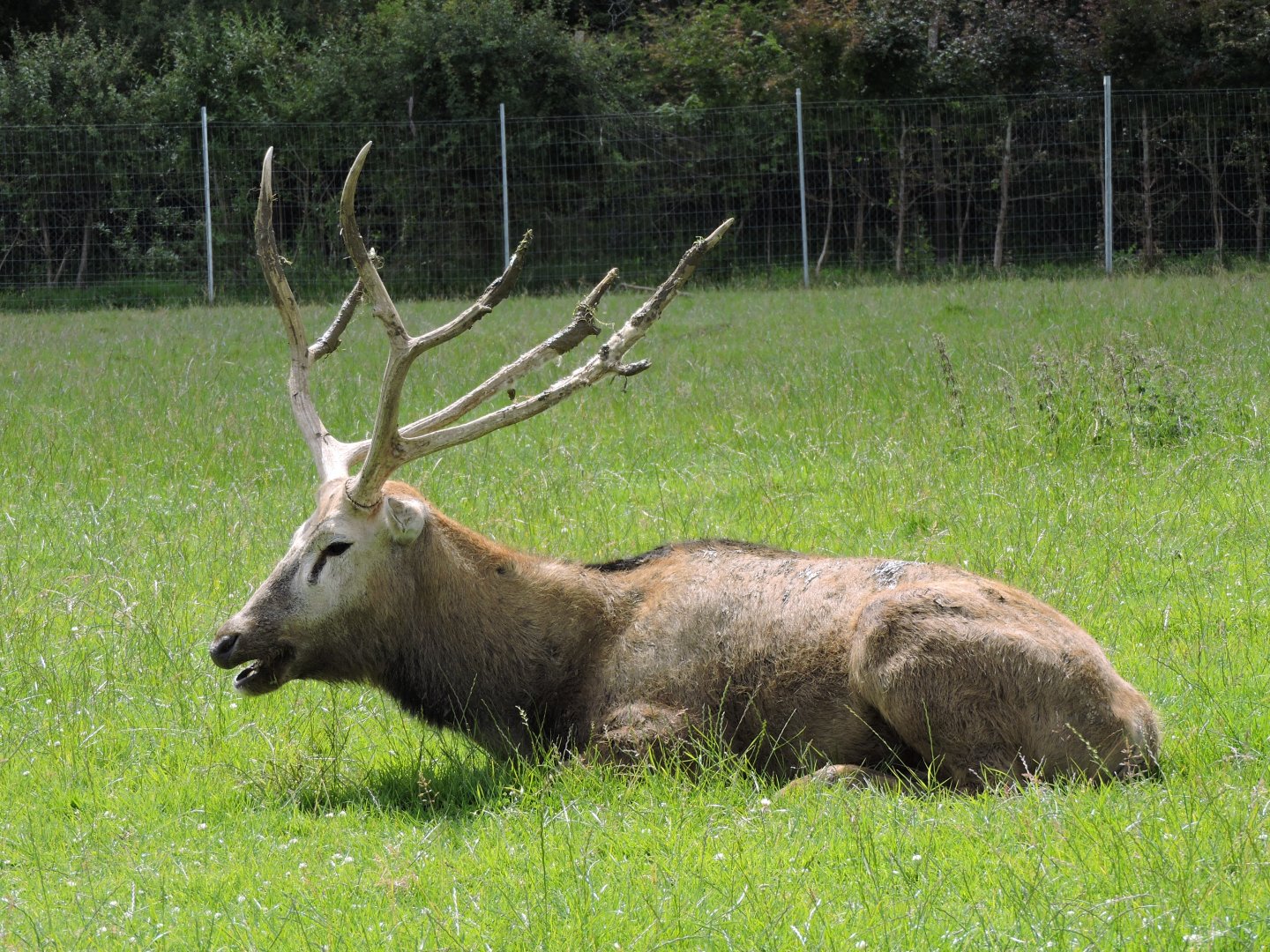 Pere David's Deer Stag