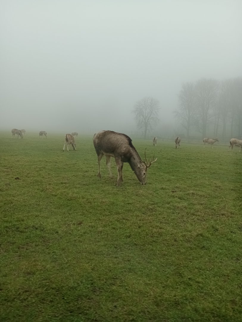 Pere David's deer stag