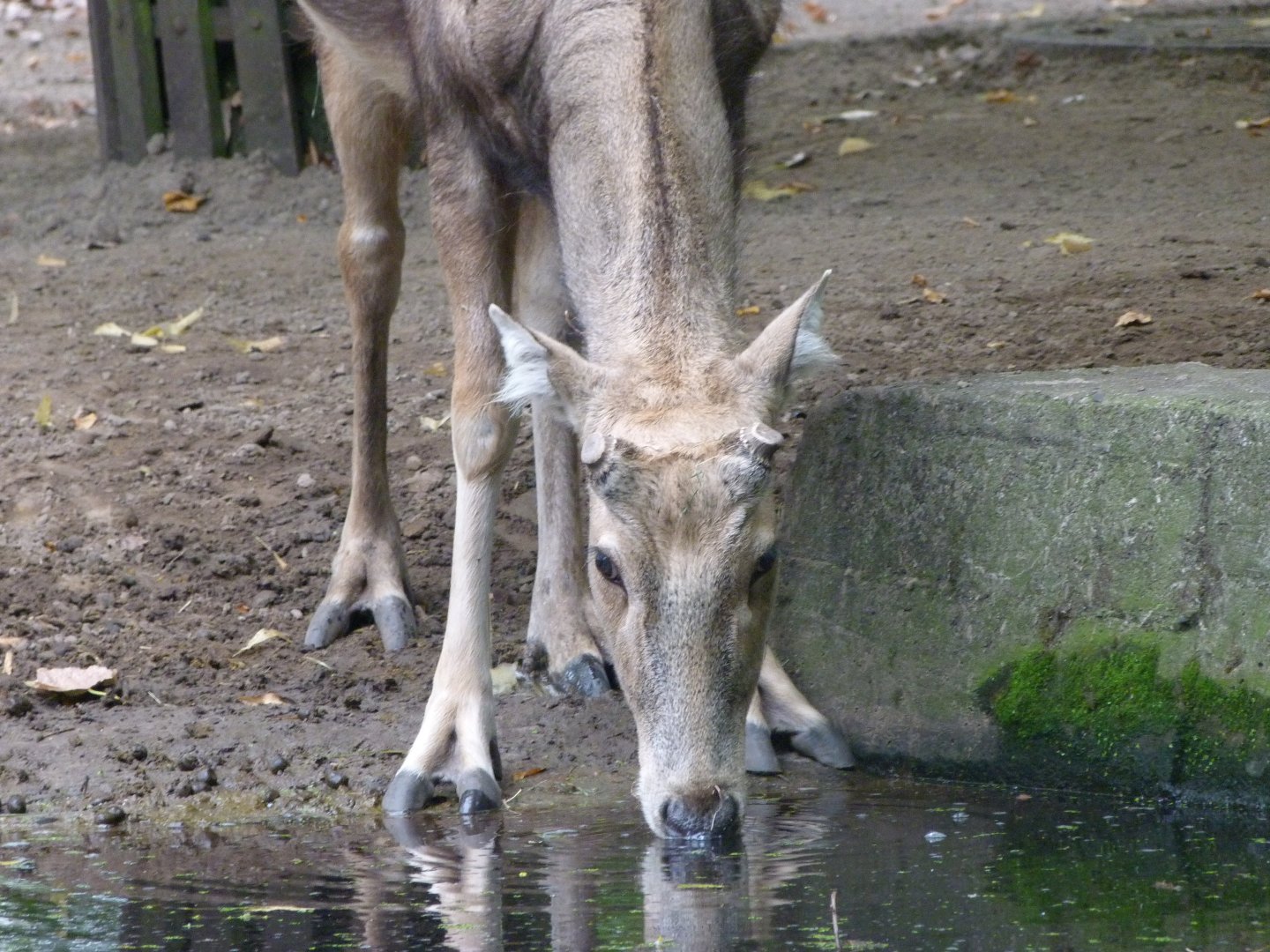 Pere David's deer -Tierpark Berlin (2024)