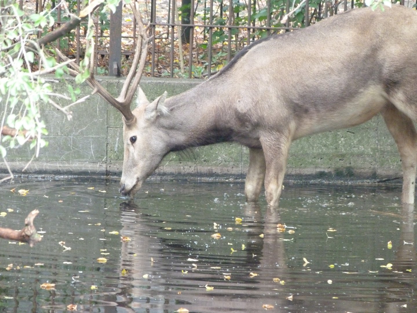 Pere David's deer -Tierpark Berlin (2024)