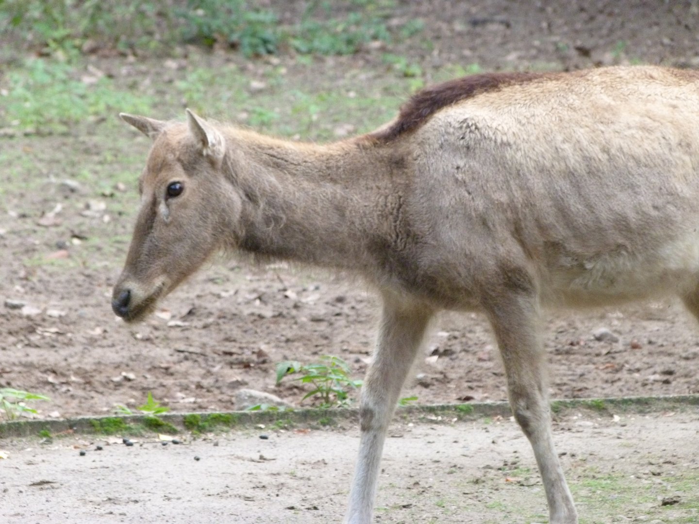 Pere David's deer -Tierpark Berlin (2024)