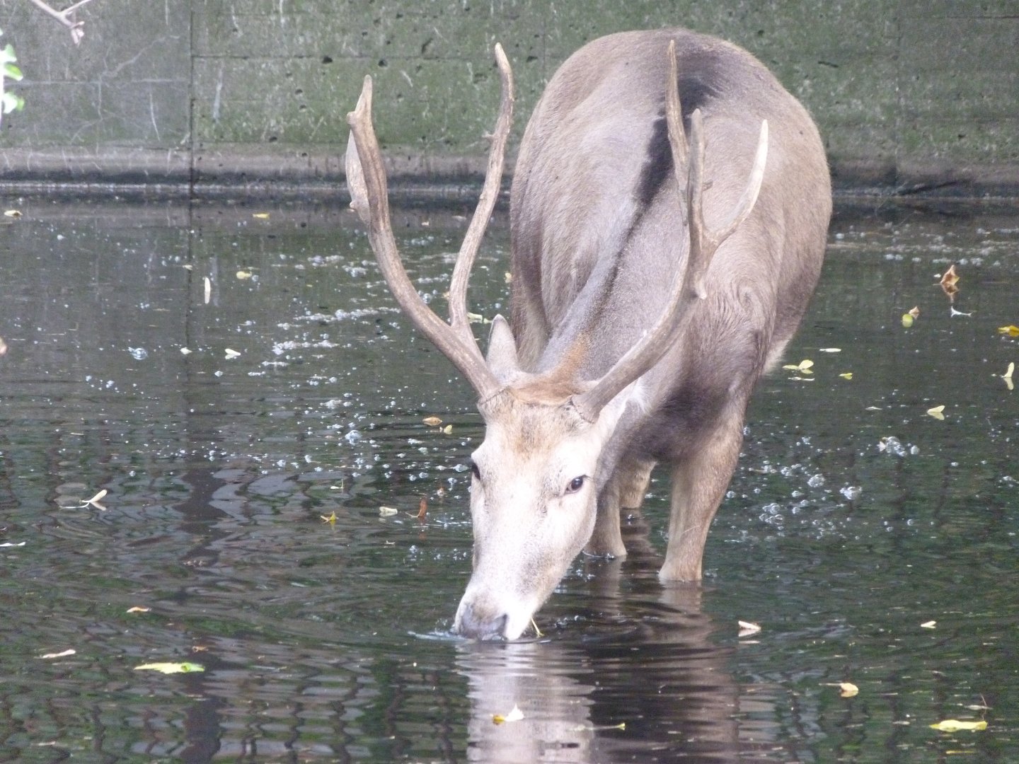 Pere David's deer -Tierpark Berlin (2024)
