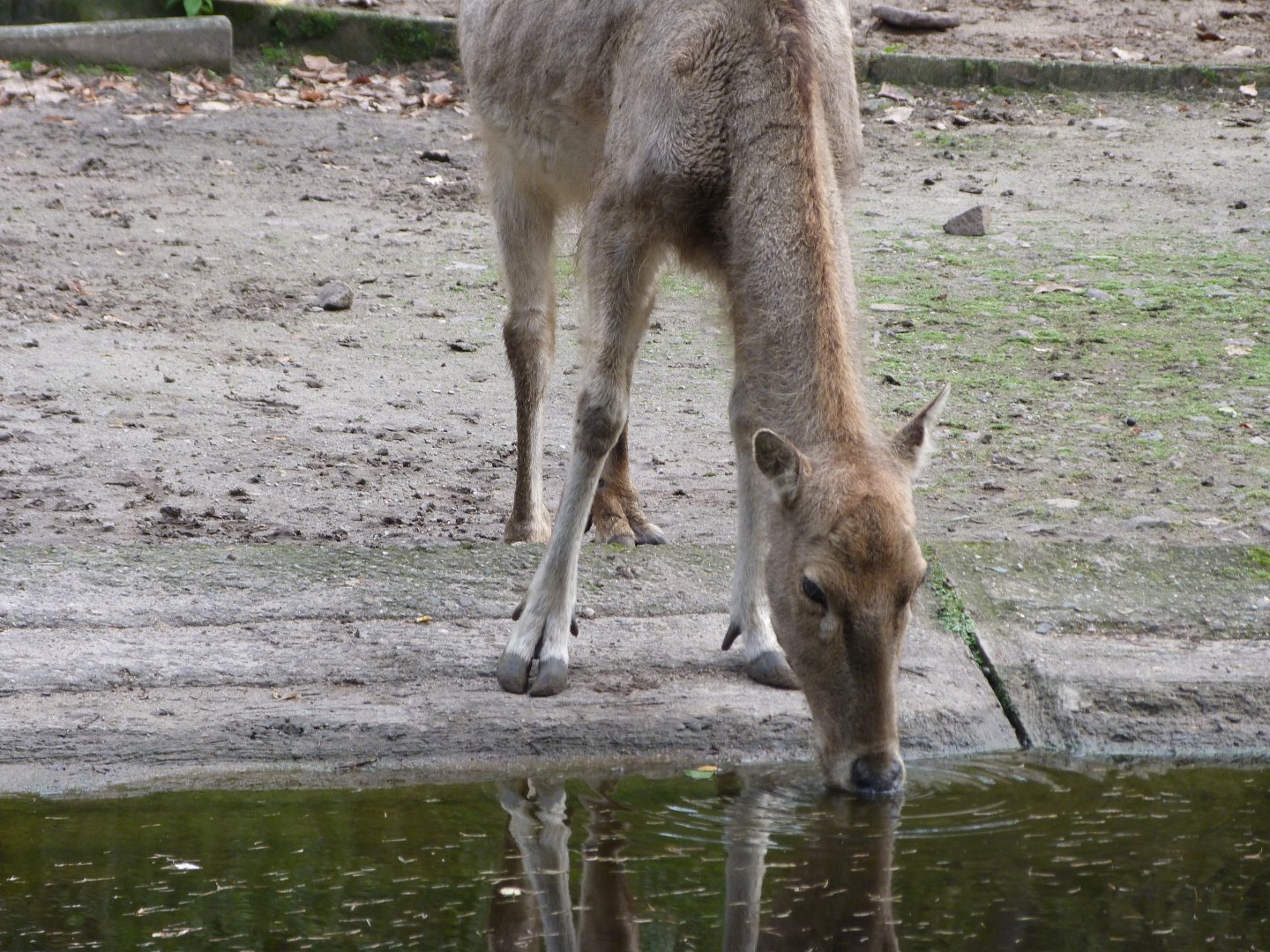 Pere David's deer -Tierpark Berlin (2024)