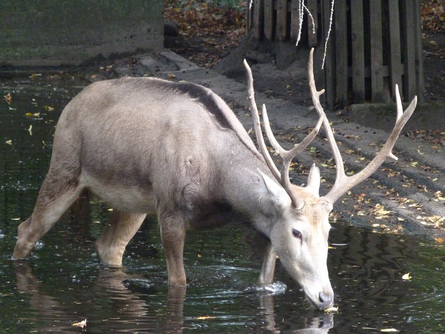 Pere David's deer -Tierpark Berlin (2024)