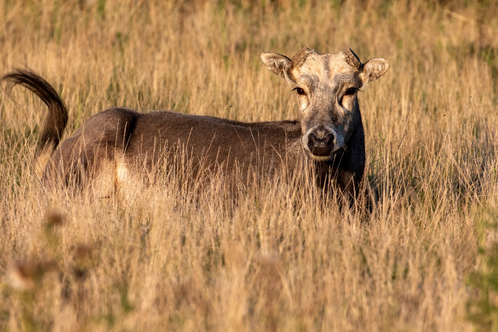 Père David's deer / Watatunga / 1-9-20