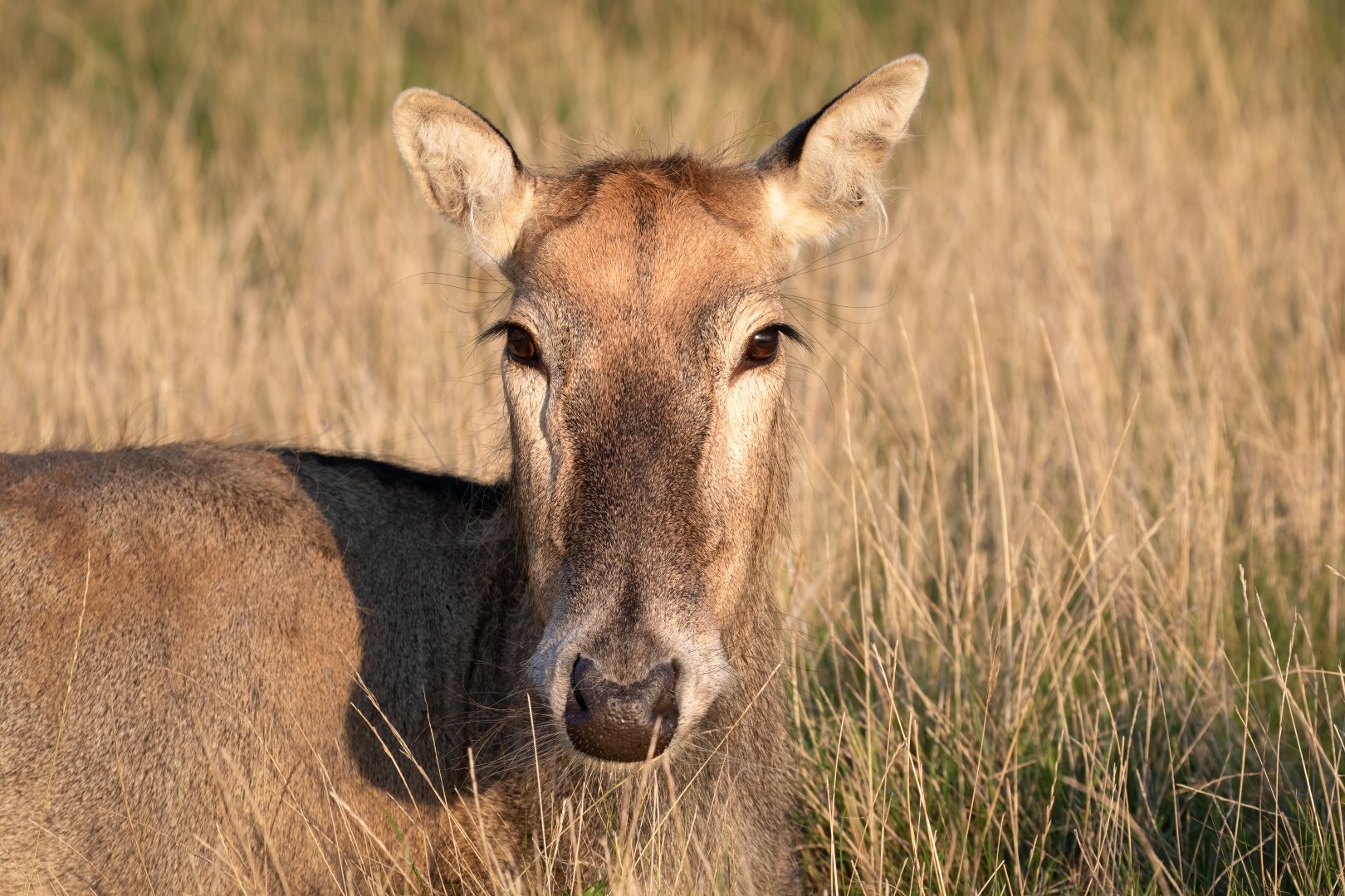 Père David's deer / Watatunga / 1-9-20