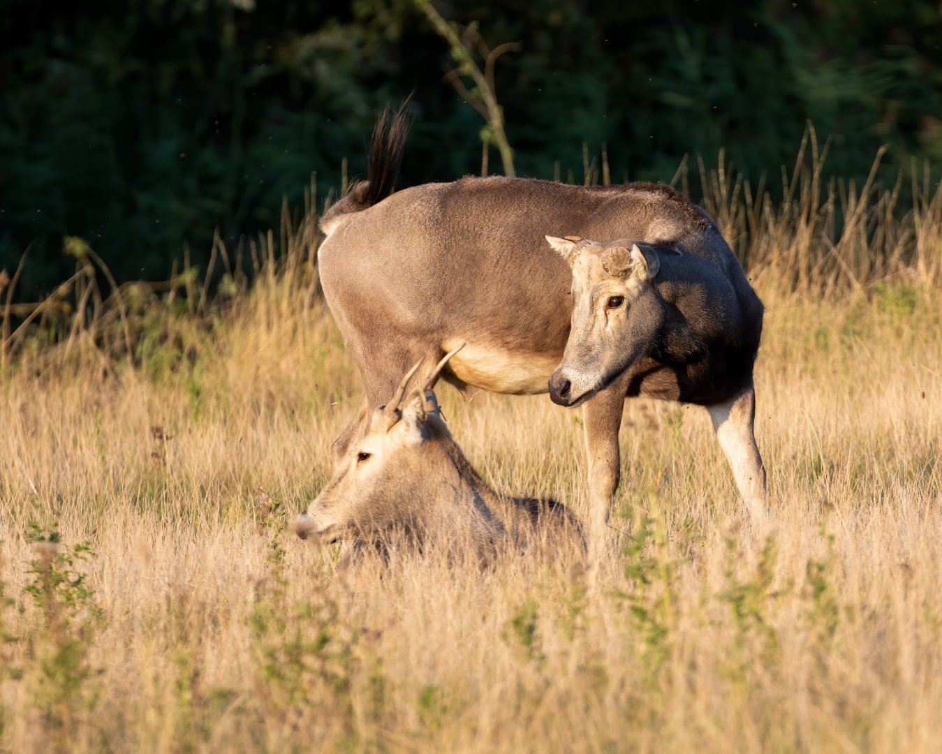 Père David's deer / Watatunga / 1-9-20
