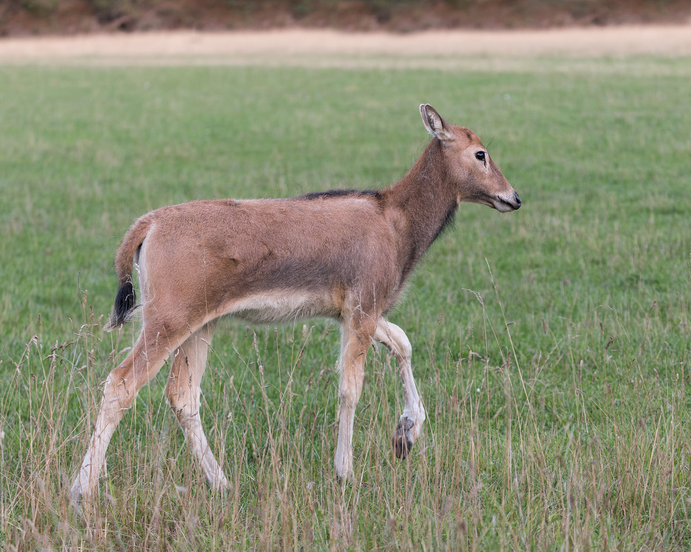 Père David's Deer / Watatunga / 15-9-22