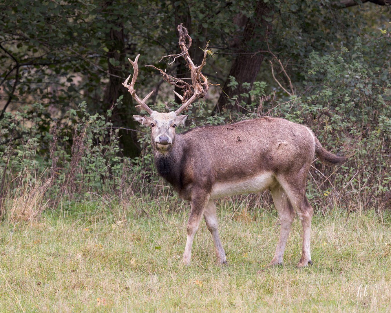 Père David's deer / Watatunga / 21-10-24