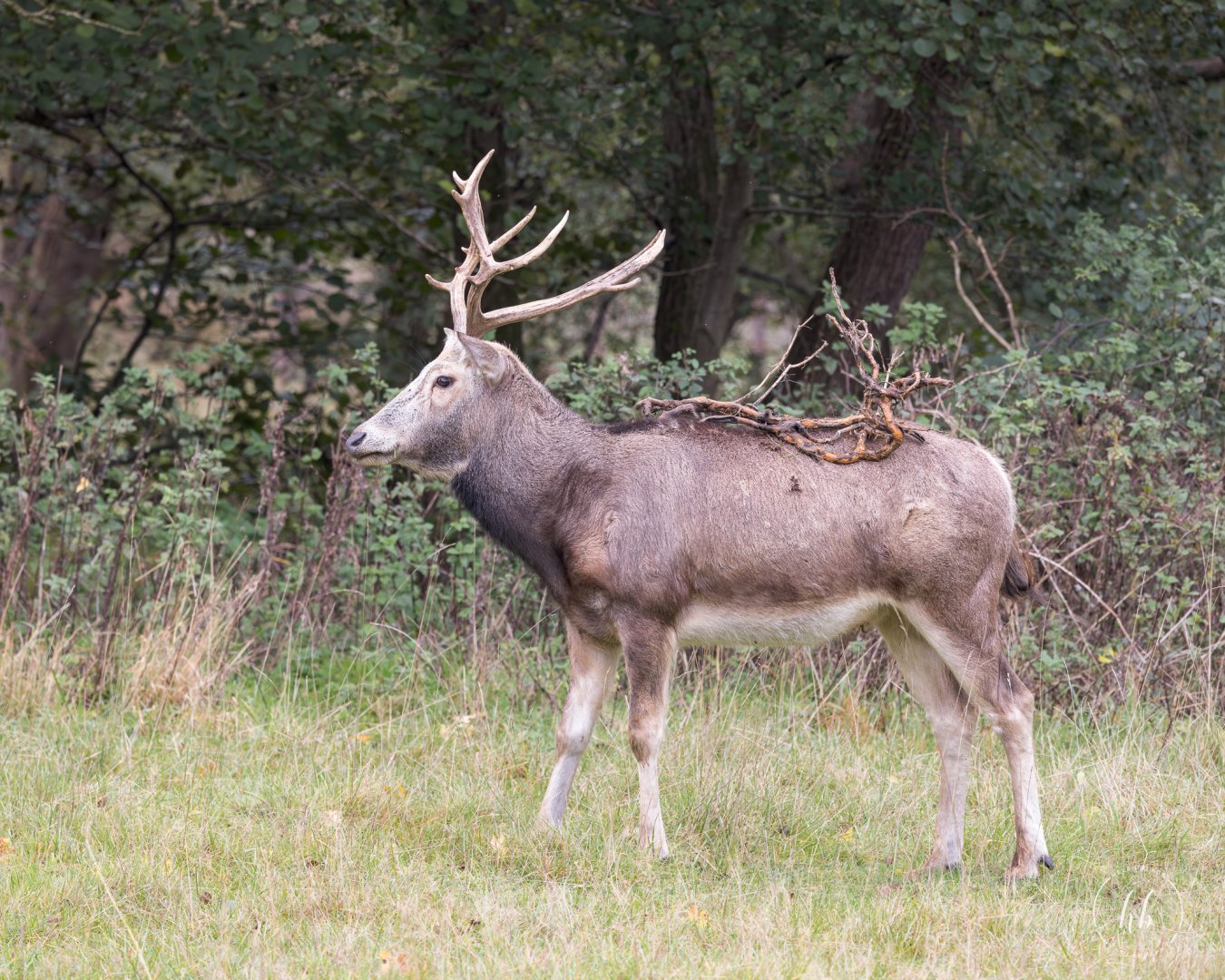 Père David's deer / Watatunga / 21-10-24