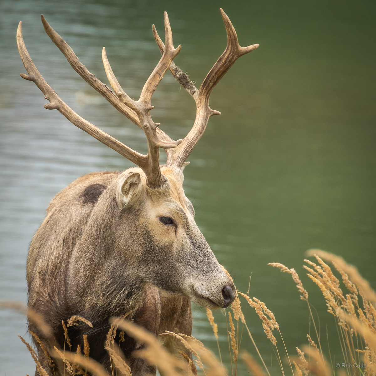 Père David's deer : Watatunga : 22 Sep 2024