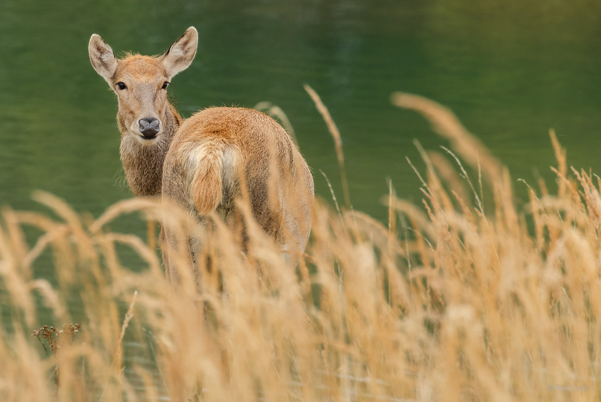 Père David's deer : Watatunga : 22 Sep 2024