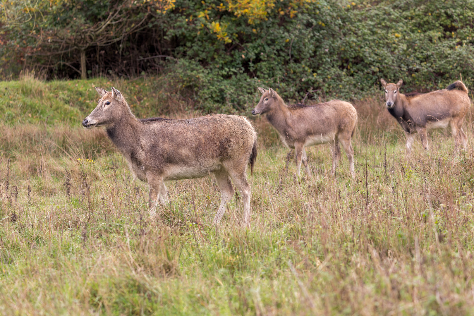 Père David's Deer / Watatunga / 27-2-11