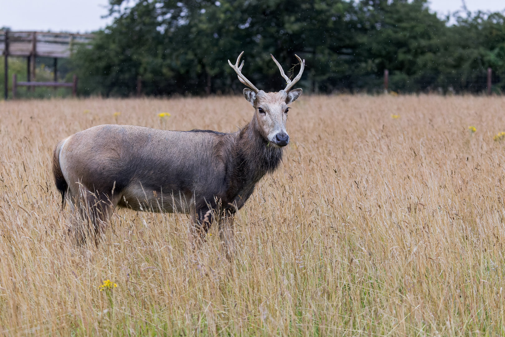 Père David's Deer / Watatunga / 30-7-23