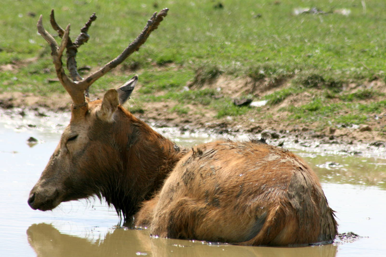 Pere David's deer; Whipsnade; 2nd July 2011