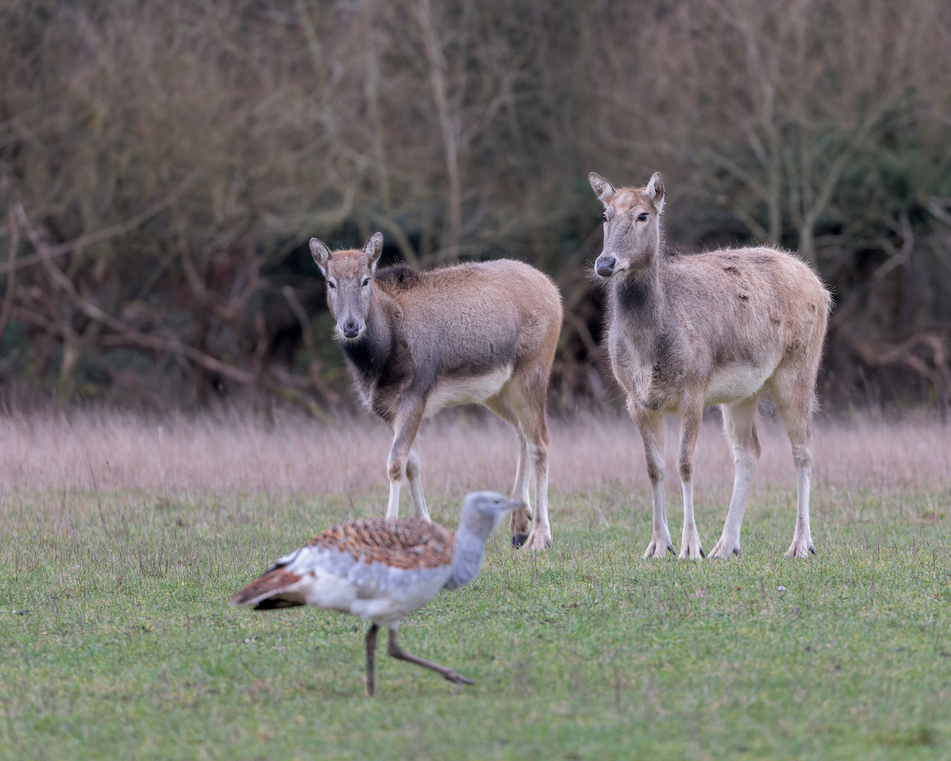 Père David's Deer with Great Bustard / Watatunga / 16-1-23