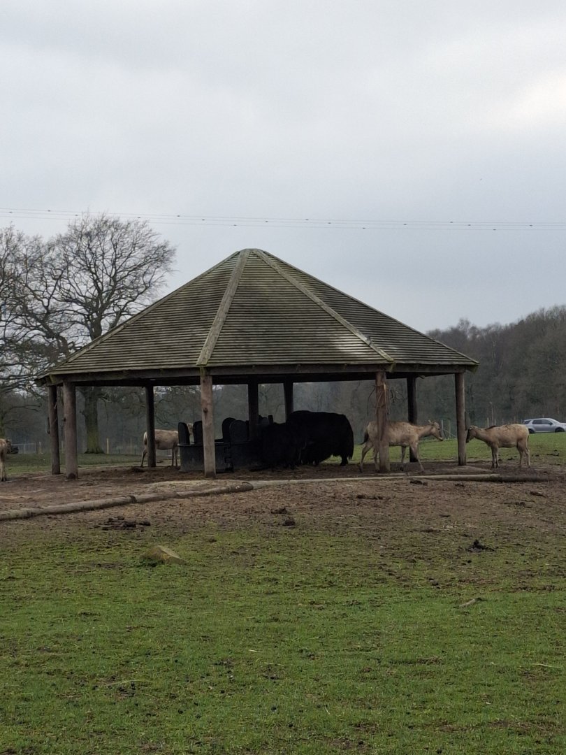 Pere David's Deer & Yak