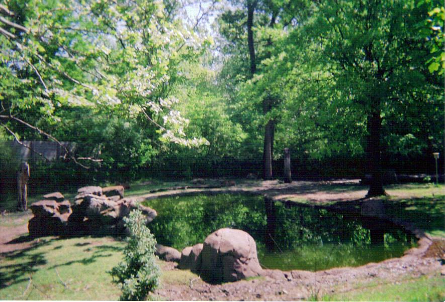 Pere David's Deer Yard