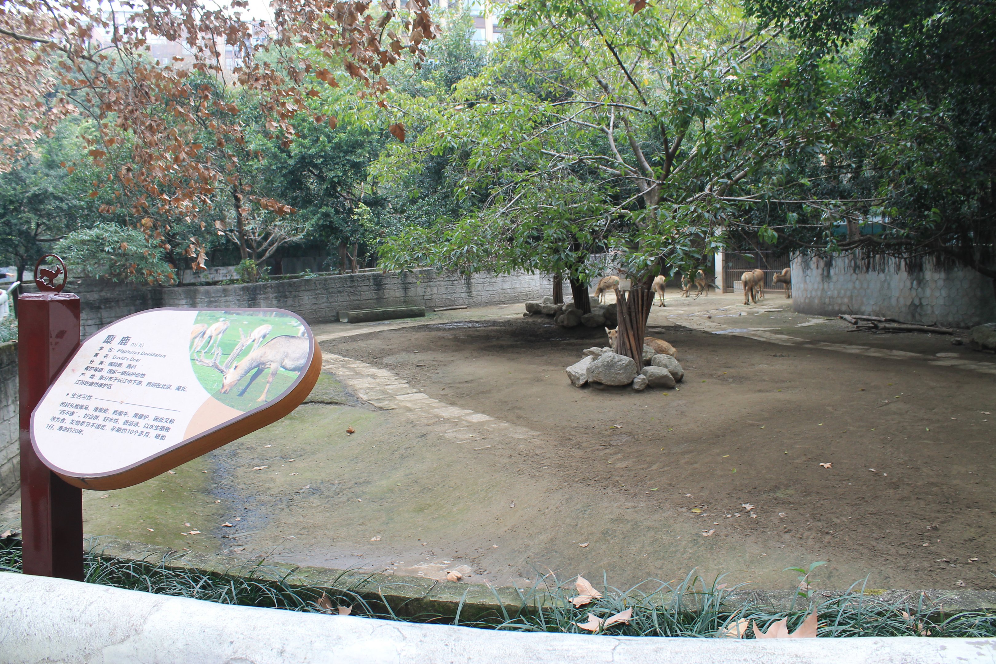 Pere David's Deer yard