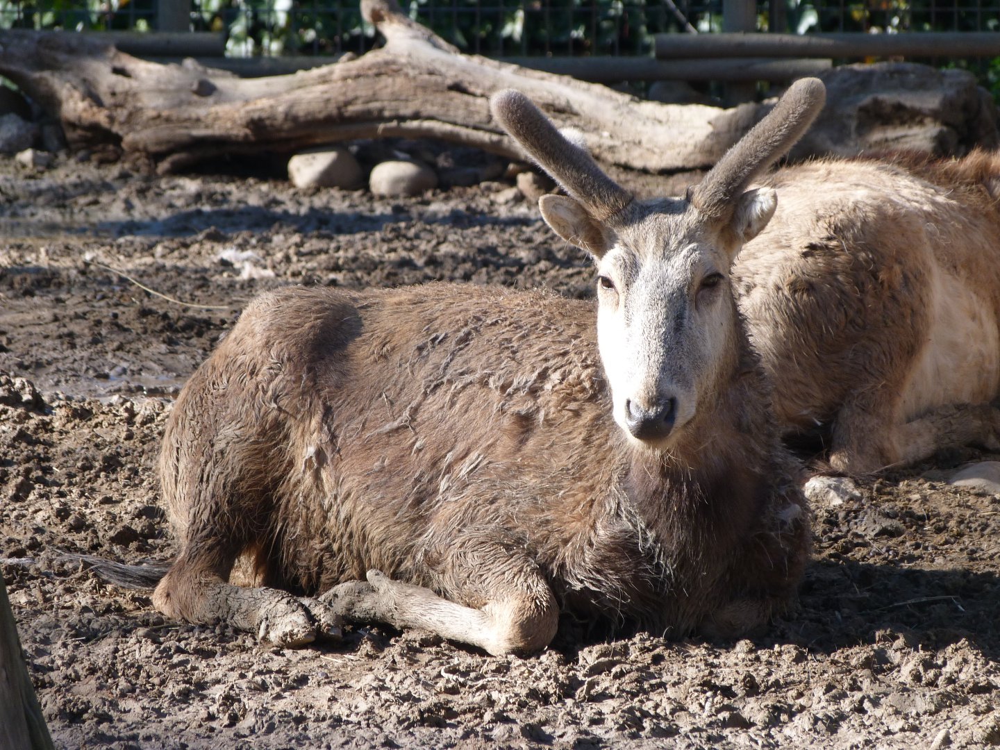 Pere David's deer -Zoo Aquarium de Madrid (2025)