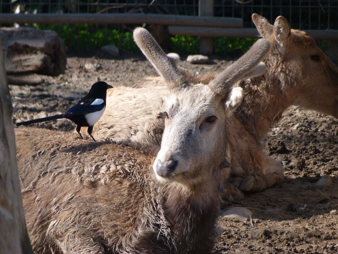Pere David's deer -Zoo Aquarium de Madrid (2025)