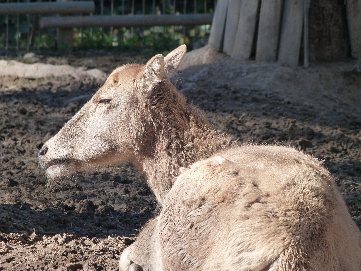 Pere David's deer -Zoo Aquarium de Madrid (2025)