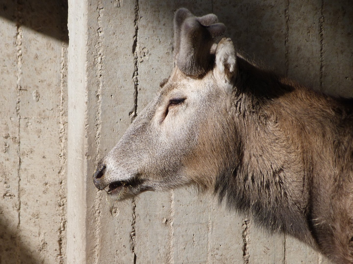 Pere David's deer -Zoo Aquarium de Madrid (2025)