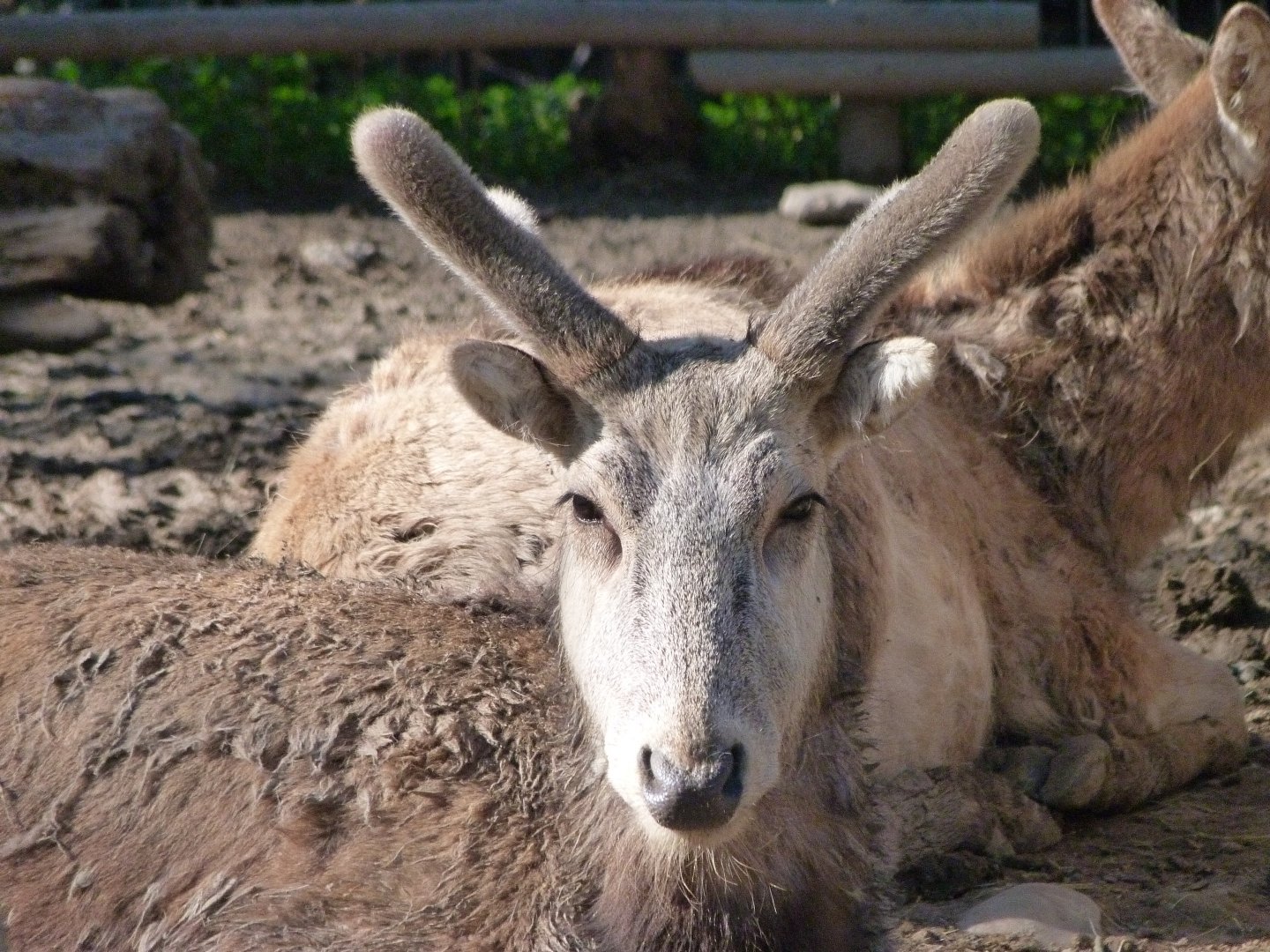Pere David's deer -Zoo Aquarium de Madrid (2025)