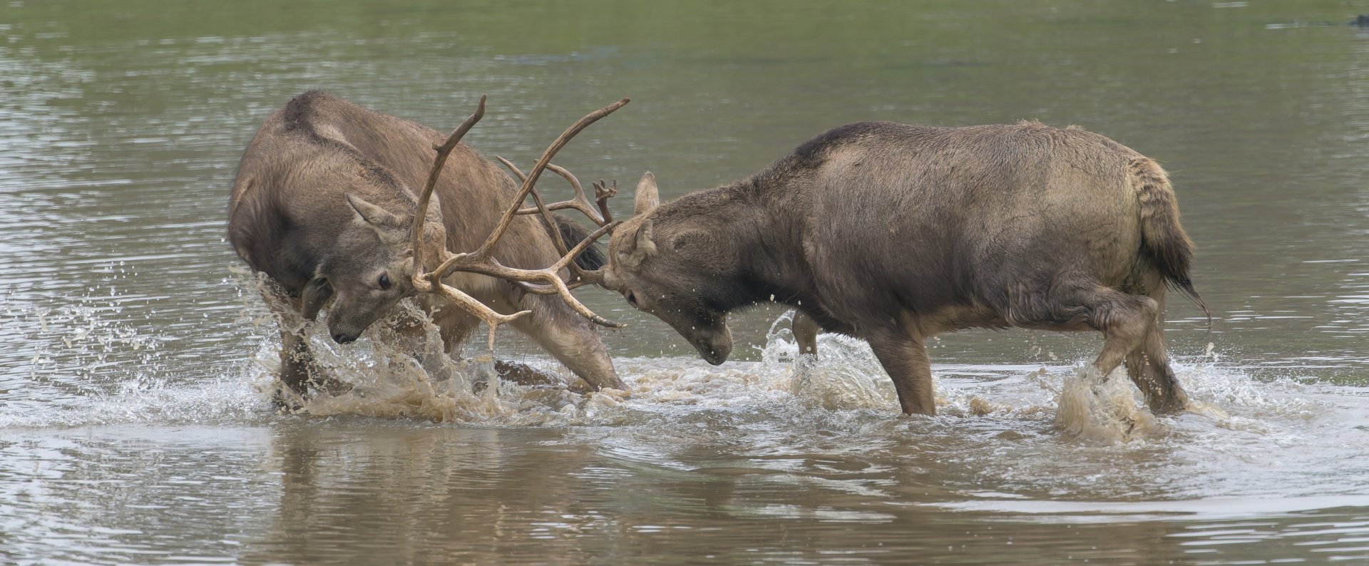 Pere David's Deer, ZSL Whipsnade, UK