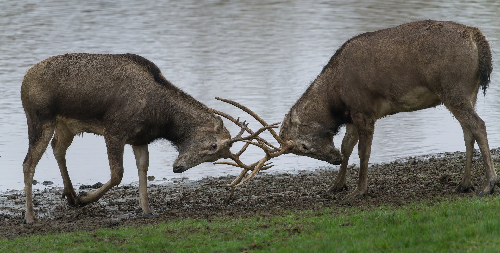 Pere David's Deer, ZSL Whipsnade, UK