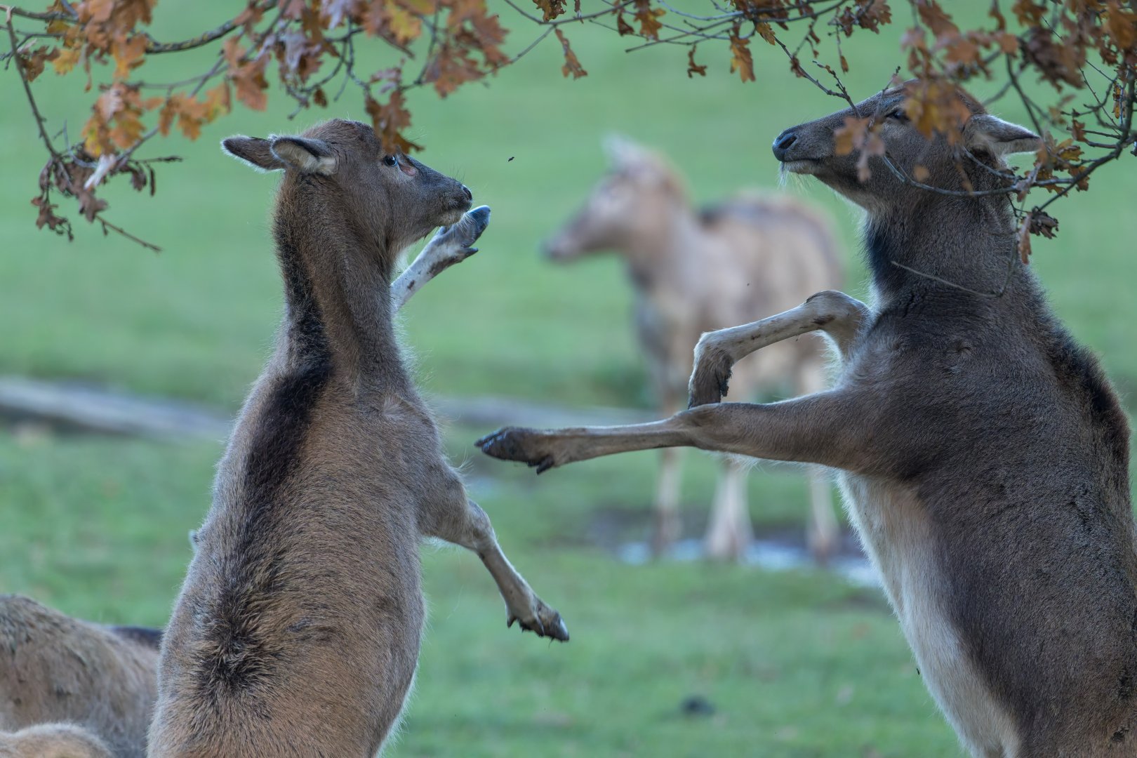 Pere David's Deer, ZSL Whipsnade, UK