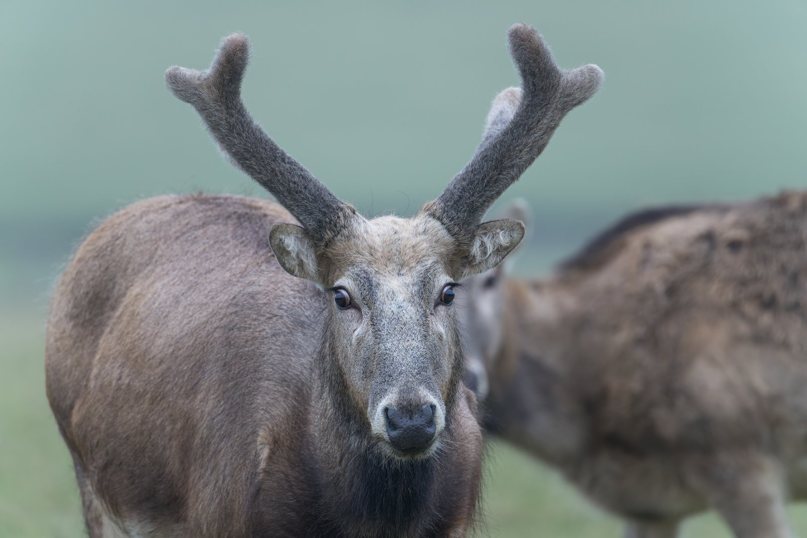 Pere David's Deer, ZSL Whipsnade, UK