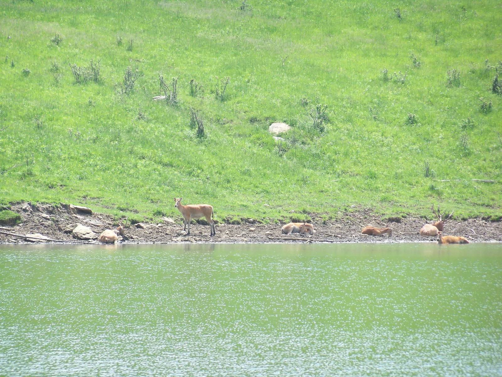 Pere David's Deer