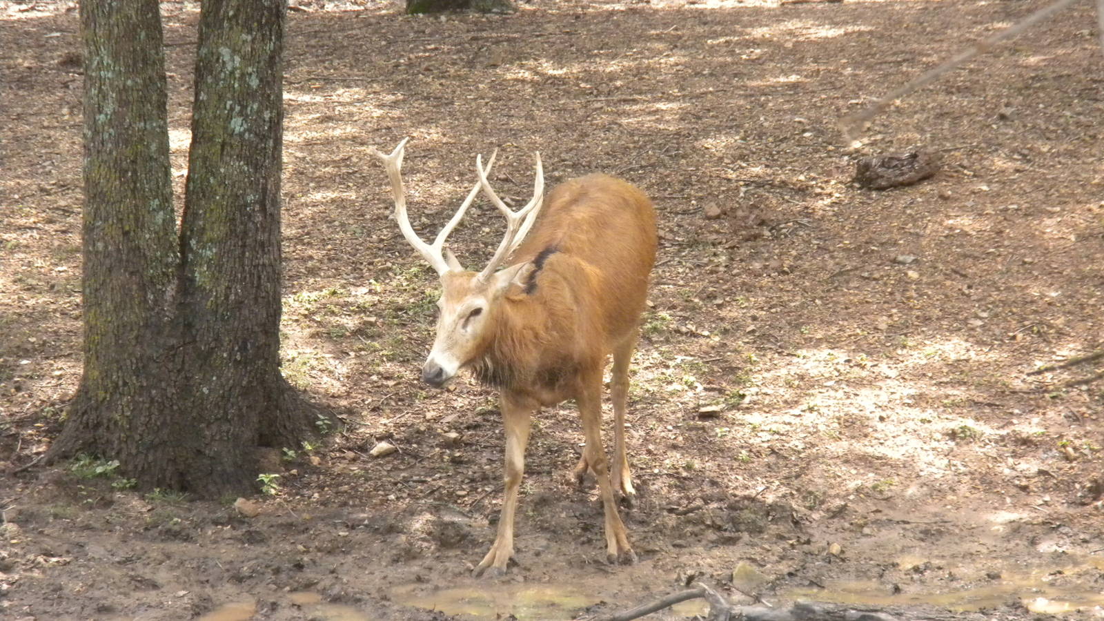 Pere David's Deer