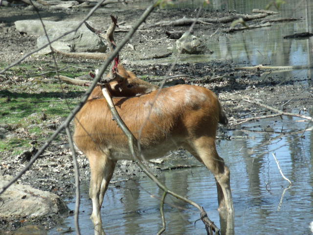 Père David's Deer