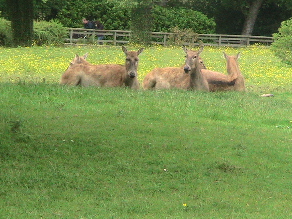 Pere David's Deer