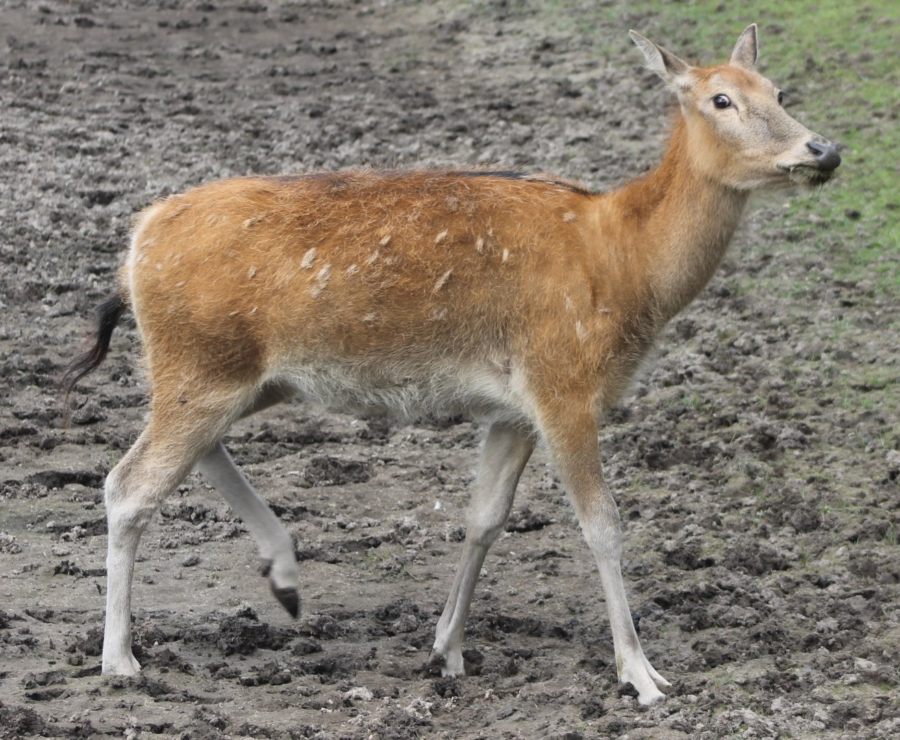 Pere David's deer