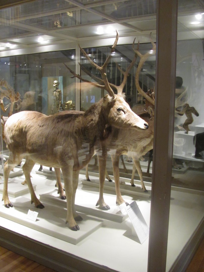 Pere David's Deer