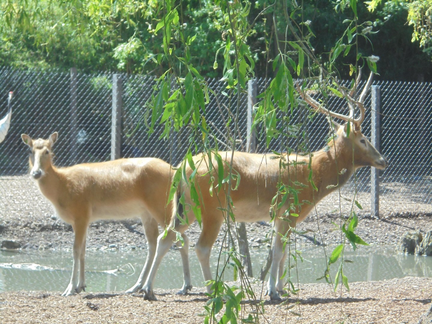 Pere David's deer.