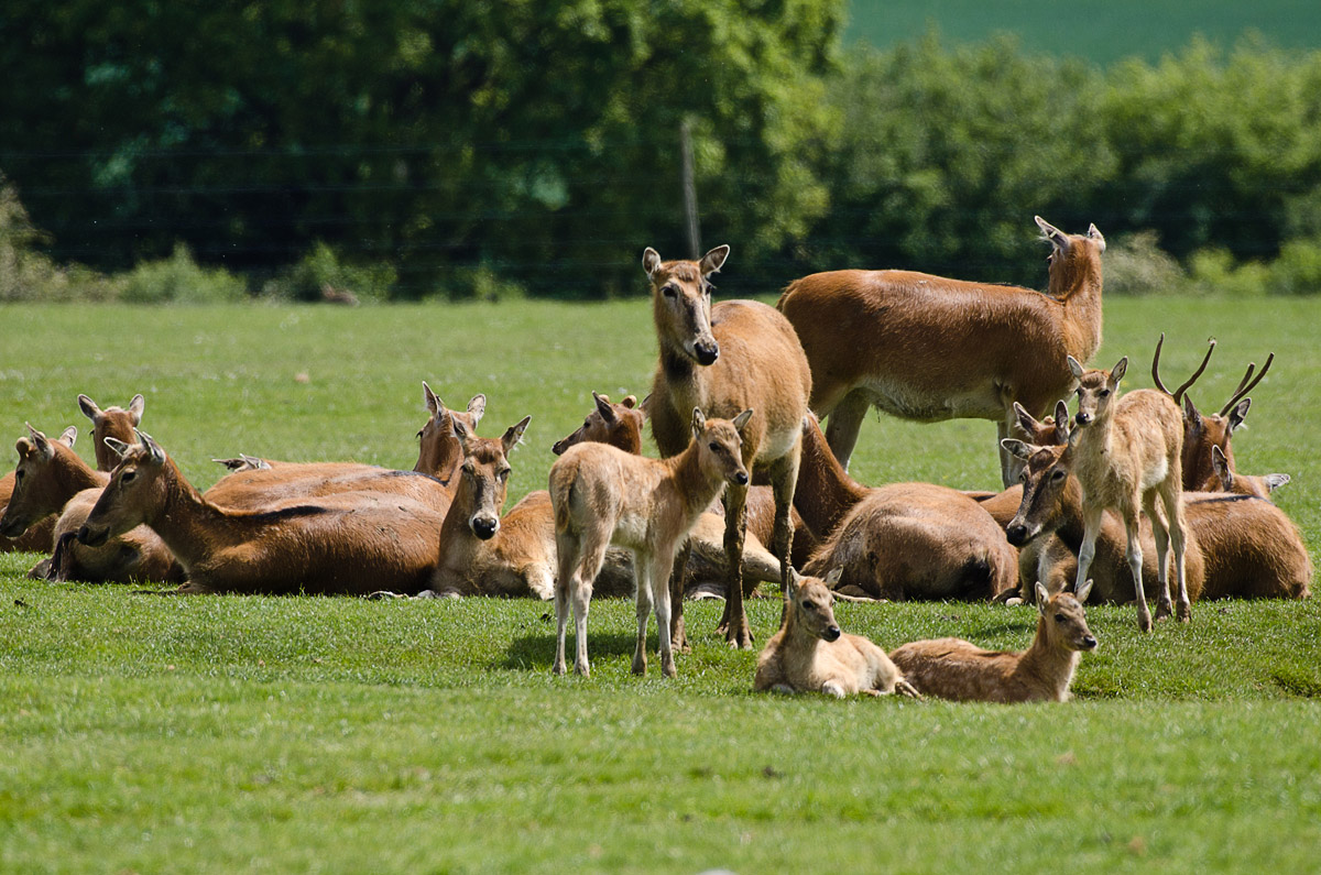 Père David's deer