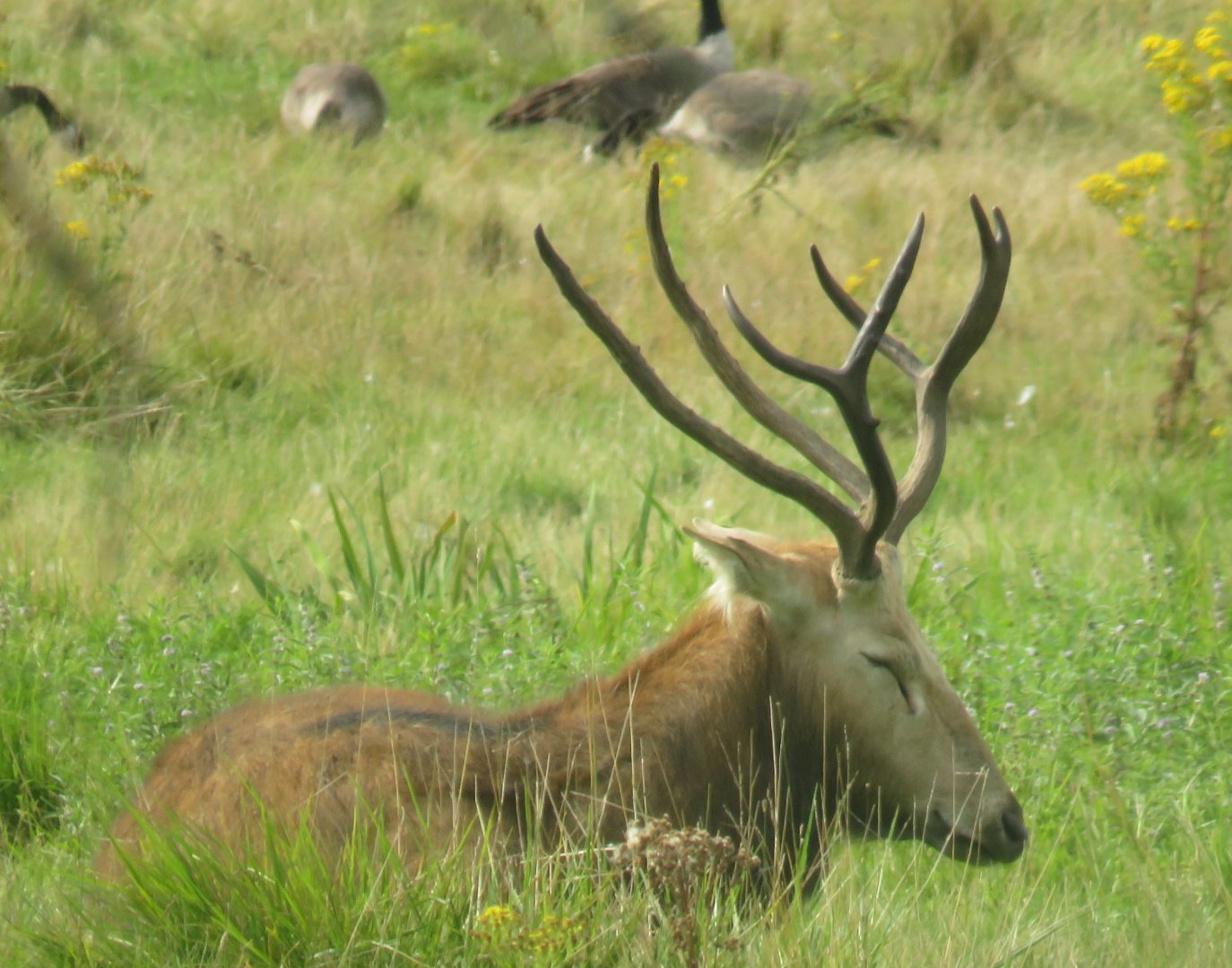 Pere David's deer
