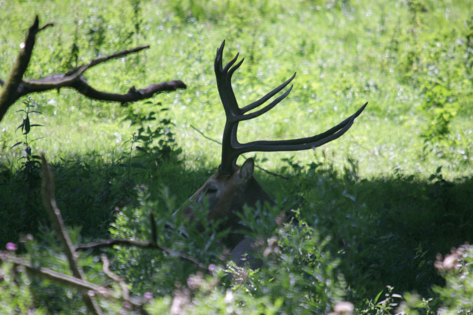 Père David's deer