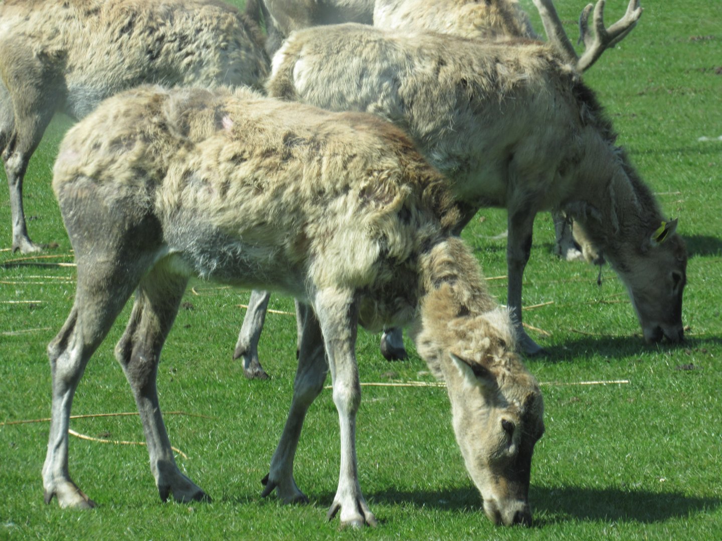 Père David’s Deer