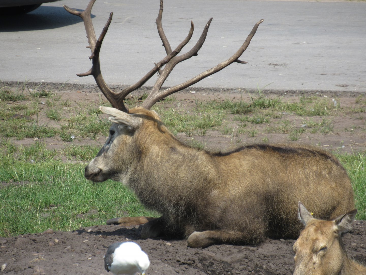 Père David’s Deer