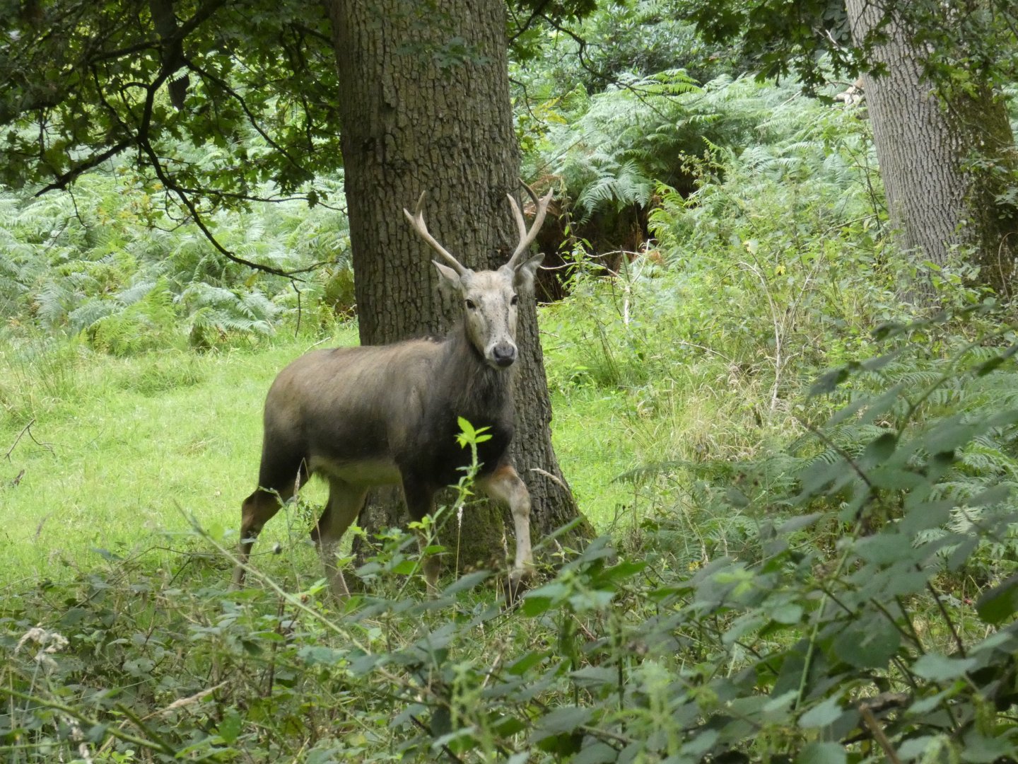 Pere David's deer