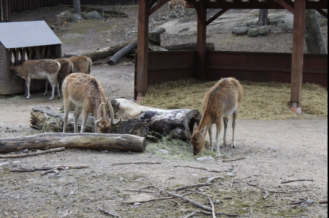 Père David’s deer