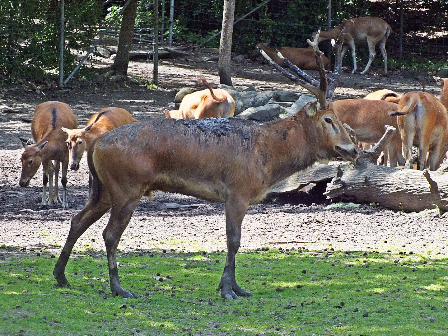 Père David's deer