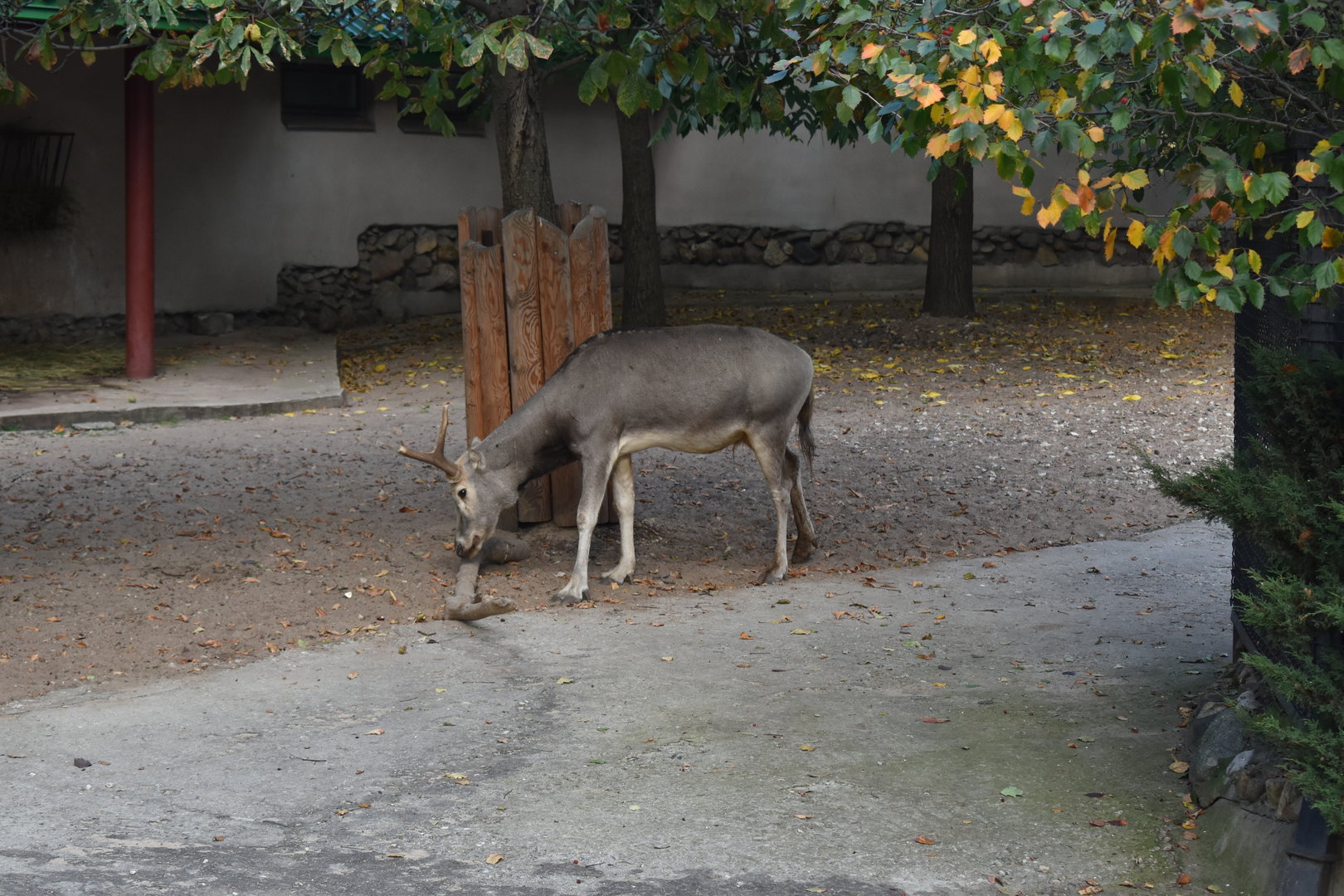 Père David's deer