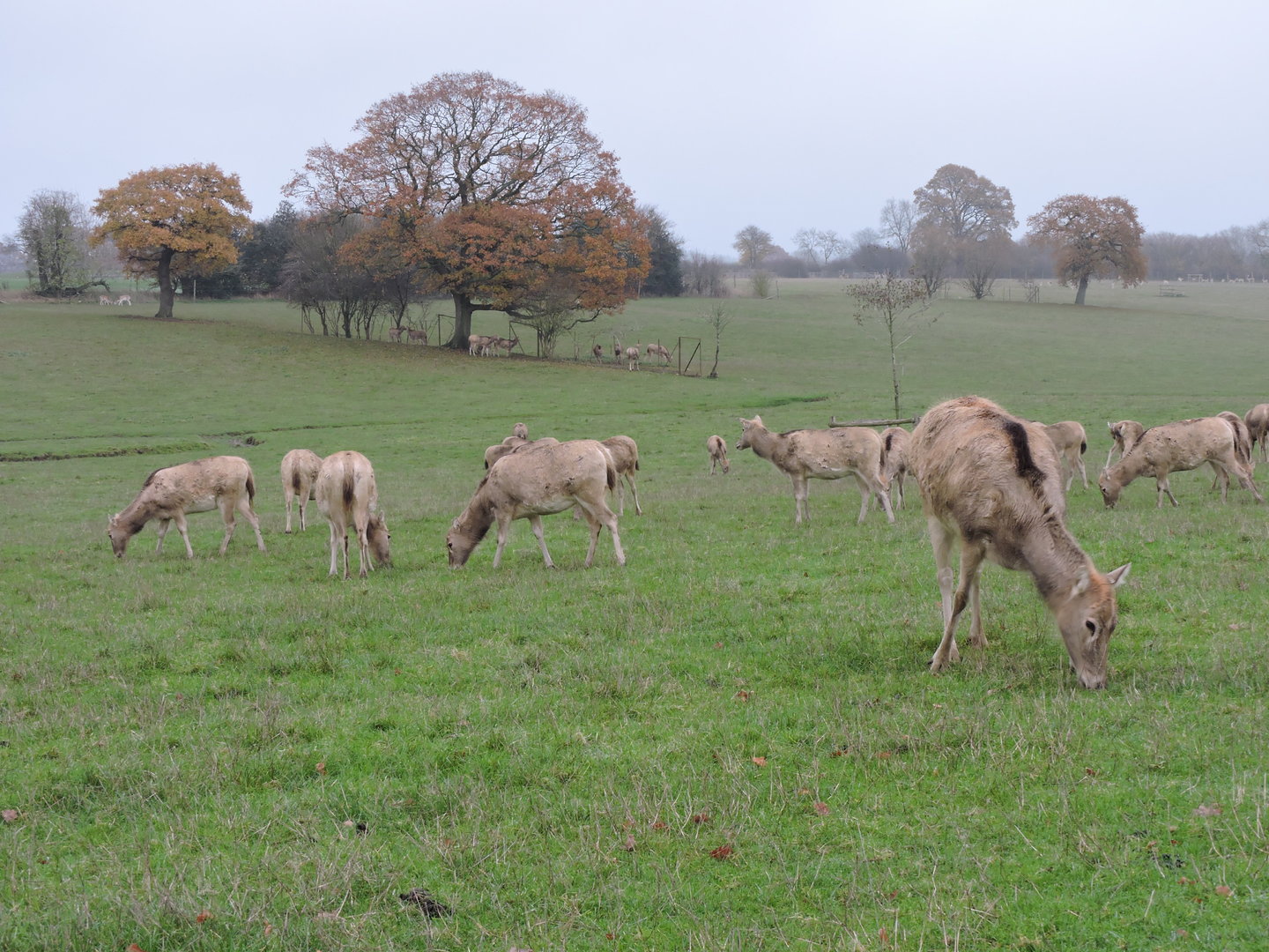Pere David's Deer